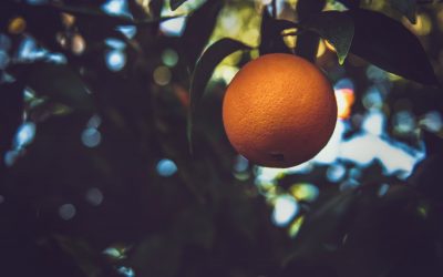 Comment faire zeste d’orange : quelles sont les différentes manières pour obtenir du zeste d’orange ?